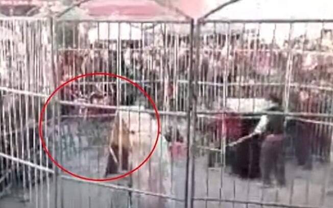 Durante uma performance de rua em um vilarejo chinês, o tigre escapou de sua jaula e mordeu duas crianças da plateia