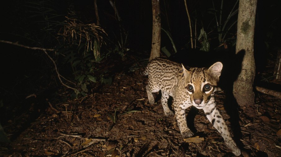 A jaguatirica é um predador típico das Américas do Sul e Central A jaguatirica é um predador típico das Américas do Sul e Central