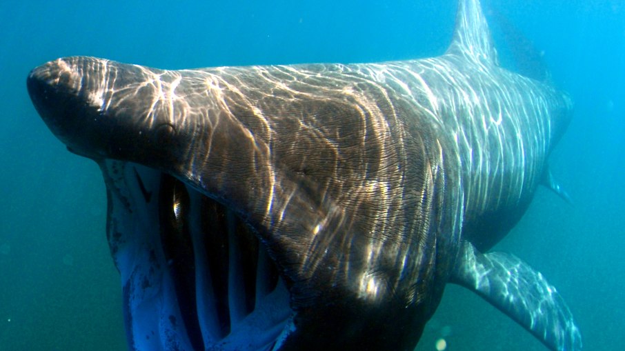 Tubarão-peregrino habita os mares da Terra no presente Tubarão-peregrino habita os mares da Terra no presente