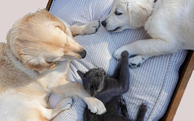 Fim de ano demanda atenção à saúde e segurança dos pets