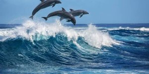Cinco lugares no Brasil para ver golfinhos
