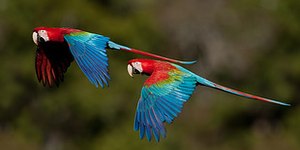 Aves são monogâmicas? Entenda sobre as aves que vivem em pares