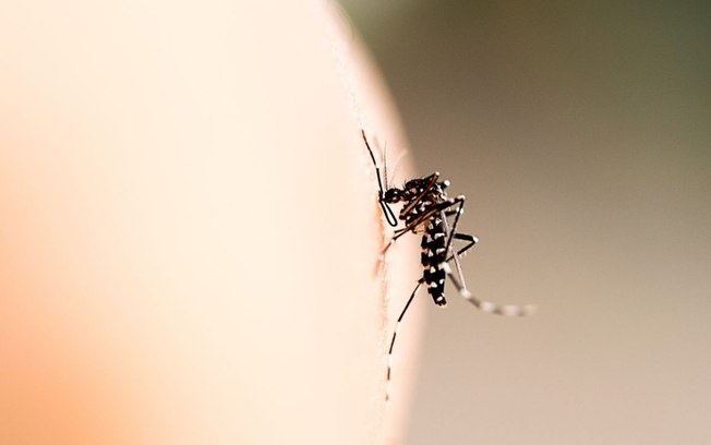 Quais são as três fases da dengue e como se proteger