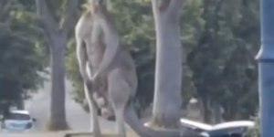 Canguru de quase três metros assusta moradores na Austrália; veja