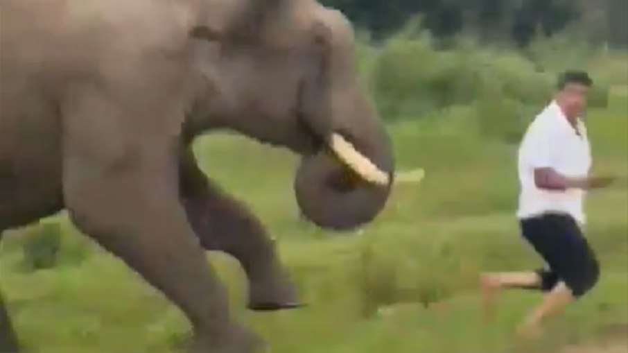 Turista é atacado por elefante ao tentar tirar selfie na Índia