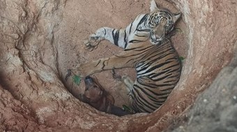 C%C3%A3o%20e%20tigre%20ficam%20presos%20em%20po%C3%A7o%20e%20aguardam%20resgate%3B%20assista