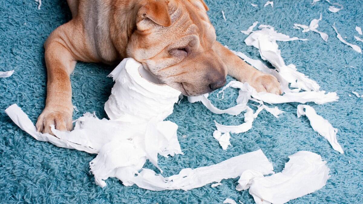 Cachorros comem papel e outras esquisitices, mas isso faz mal? | Cuidados – [Blog GigaOutlet]