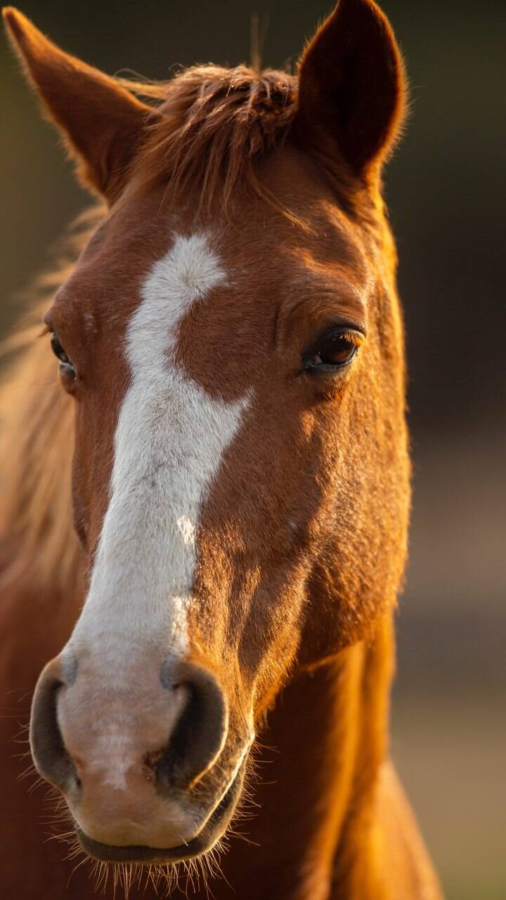 10 curiosidades fascinantes sobre os cavalos, Guia de Bichos