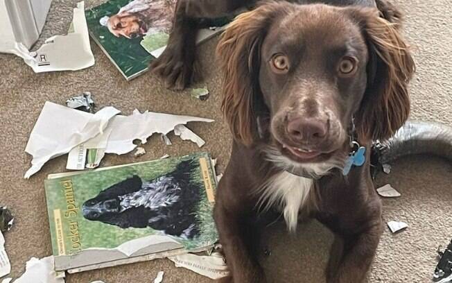 Ralph destruiu um livro de adestramento canino, parece que ele não gostou muito da ideia 