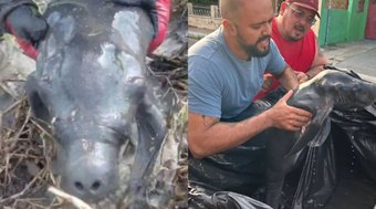 Filhote%20de%20peixe-boi%20%C3%A9%20resgatado%20da%20lama%20por%20motoqueiros%20no%20Amazonas