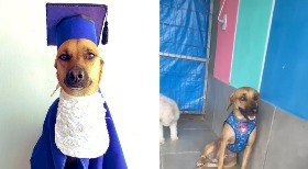 Cachorro é reprovado em prova de creche: 