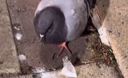 Vídeo: pombo é flagrado paralisado após comer cocaína