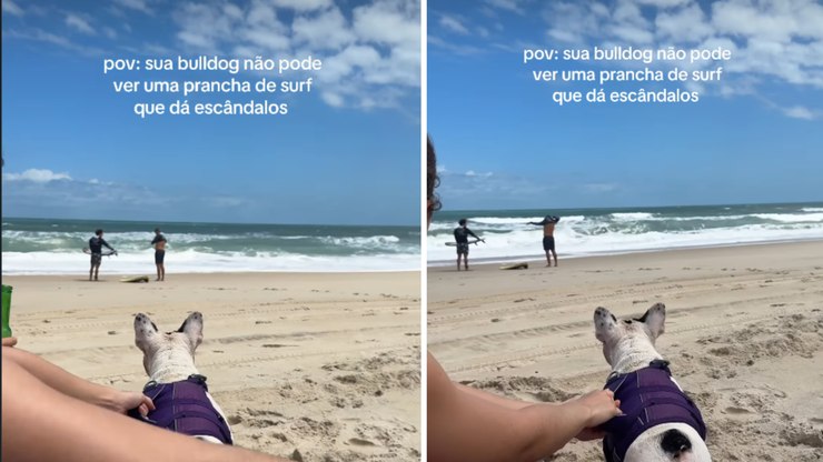 Bulldog vai à loucura ao ver prancha de surf