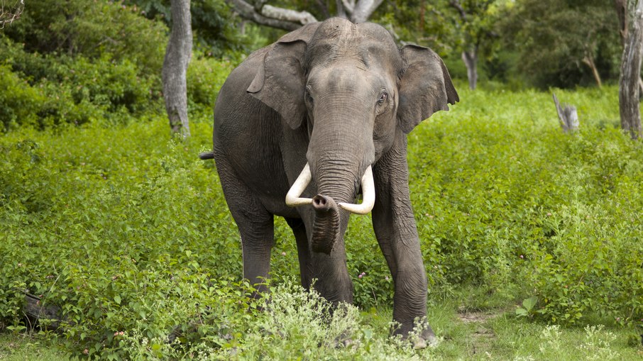 Elefante-asiático Elefante-asiático