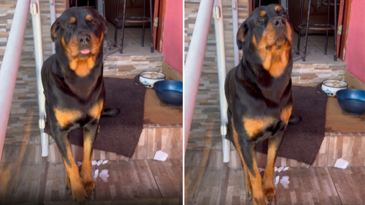 Rottweiler modelo posa para tutora após comandos