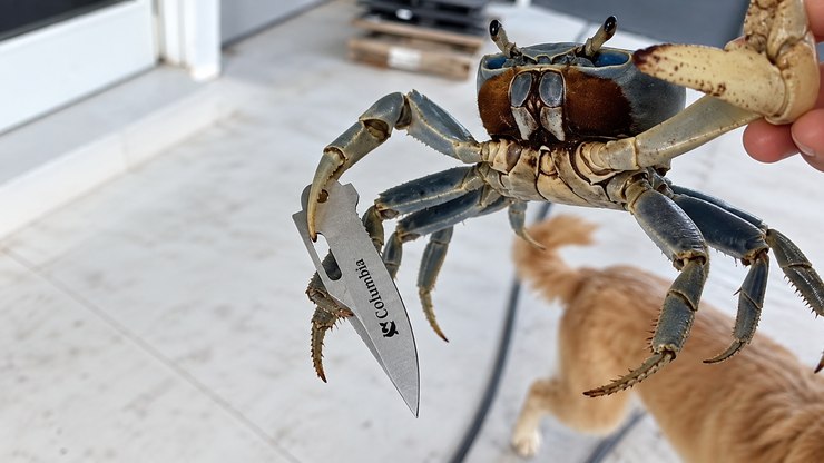 V%C3%ADdeo%3A%20caranguejo%20armado%20com%20l%C3%A2mina%20tenta%20atacar%20homem%20e%20cachorro
