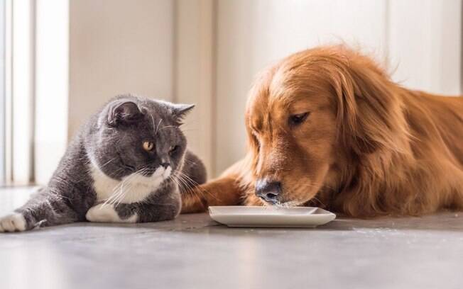 Cães e gatos também seguem dieta!