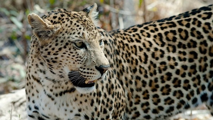 Cresce o número de leopardos na maior área de conservação do planeta