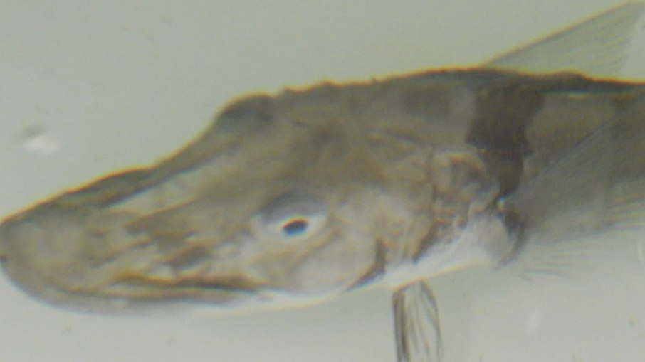 À primeira vista, parece um peixe comum, mas essa espécie antártica é o único vertebrado conhecido que vive sem hemoglobina e tem sangue praticamente transparente À primeira vista, parece um peixe comum, mas essa espécie antártica é o único vertebrado conhecido que vive sem hemoglobina e tem sangue praticamente transparente