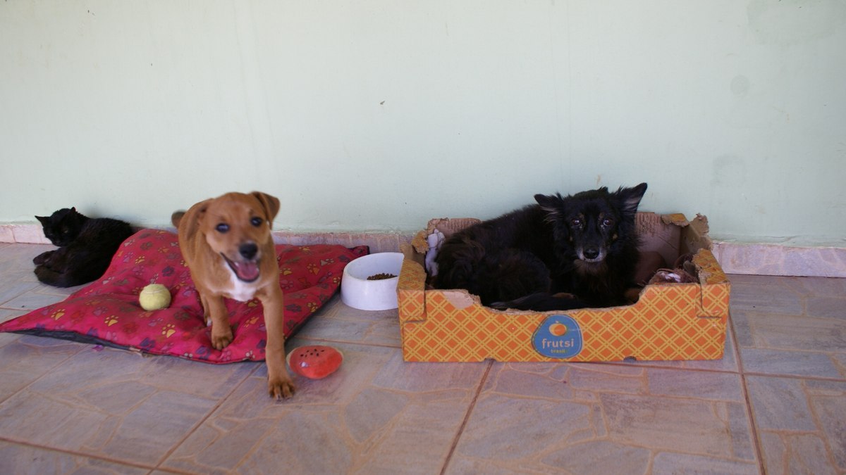 Cães resgatados por protetora independente convivem em harmonia com gatos