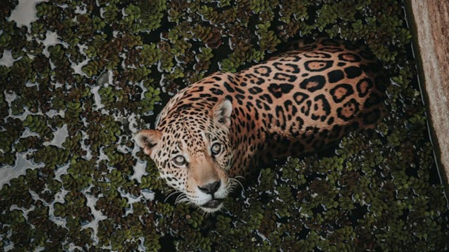 Onça na natureza Onça na natureza
