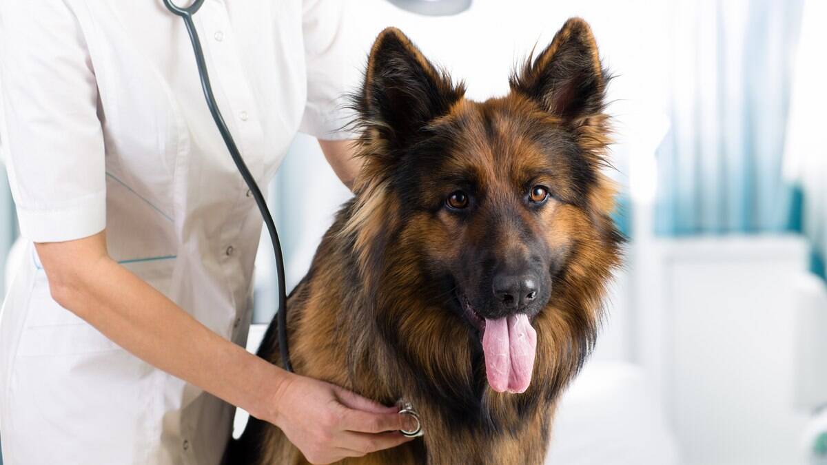 Doença pode afetar outros animais e até humanos, mas os cachorros são mais atingidos.