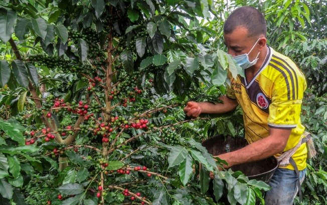 (Arquivo) Colheita de café na Colômbia