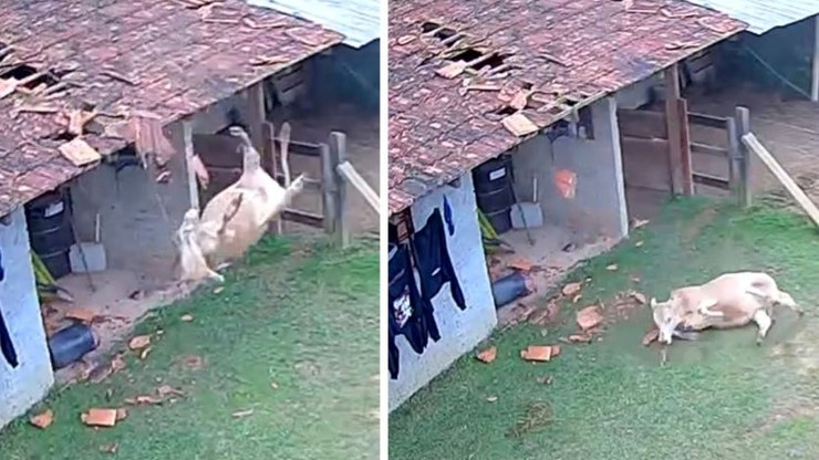 VÍDEO: vaca despenca sobre casa e destrói parte do telhado