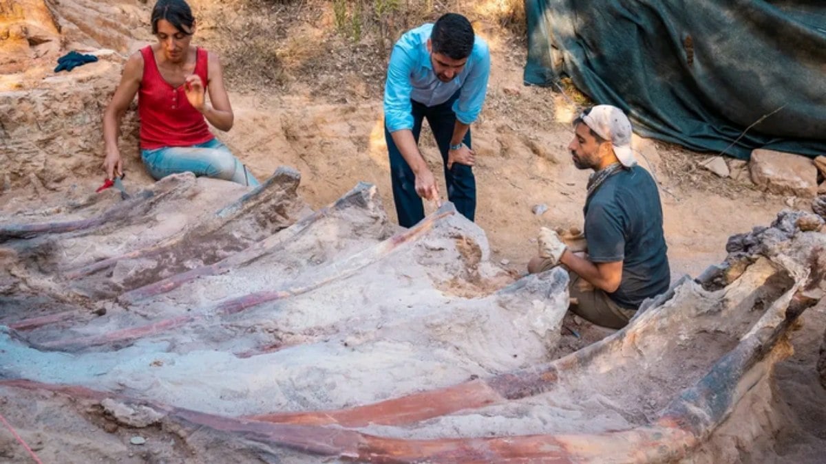 Hinterhofarbeiten haben möglicherweise ein Fossil des größten Dinosauriers Europas freigelegt