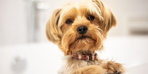 Guia de Raças: Yorkshire Terrier, um cachorro corajoso e protetor
