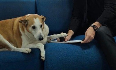 Cão é nomeado como Pró-reitor de Assuntos Caninos da UFSM