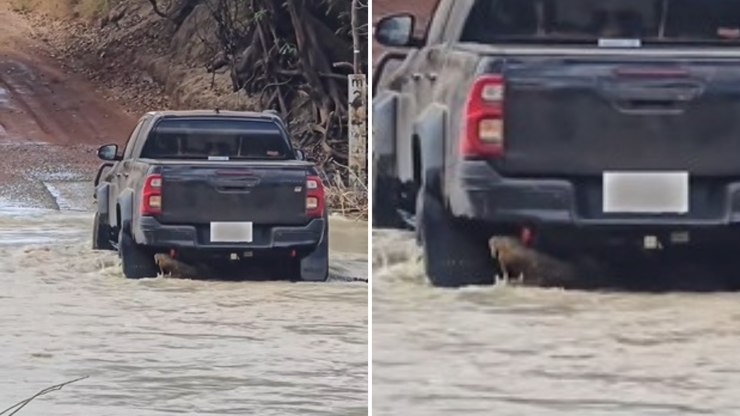 Carro%20atravessa%20rio%20arrastando%20crocodilo%3B%20assista