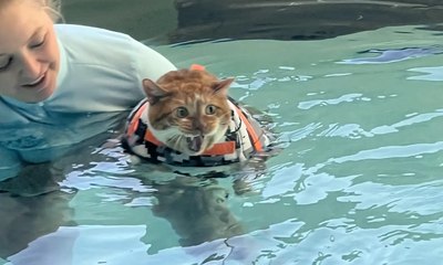 Gato obeso deixado em abrigo faz aulas de natação para perda de peso