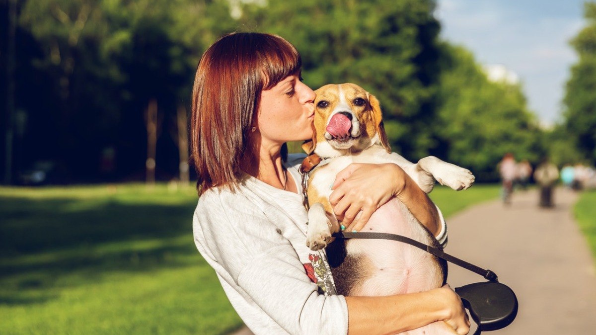 Por serem muito dóceis, os cães da raça beagle figuram entre os mais usados em testes de produtos cosméticos e farmacêuticos 
