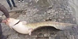 Pesquisadores descobrem nova espécie de bagre na bacia do rio Xingu