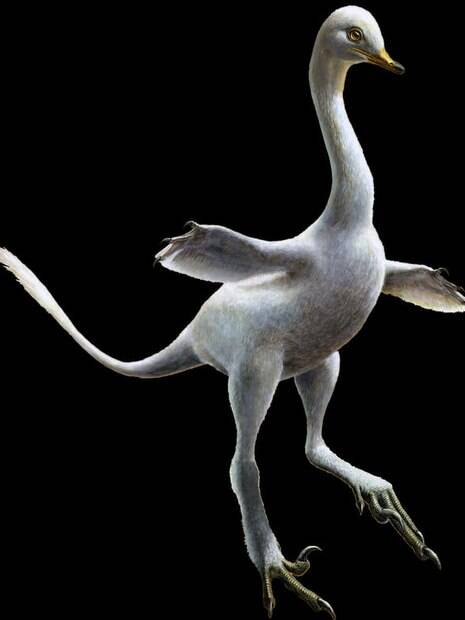 O dinossauro é da espécie Halszkaraptor escuilliei