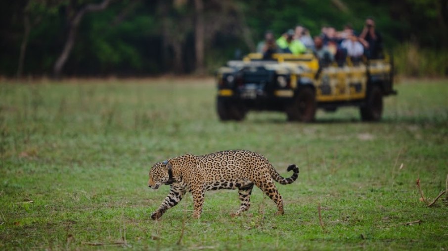 Turismo de observação  de felinos do Onçafari, no Mato Grosso do Sul