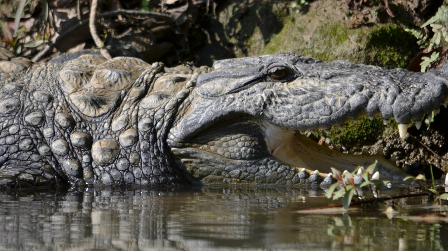 Crocodilo-persa é responsável pelas mortes de pelo menos 50 pessoas por ano na Índia Crocodilo-persa é responsável pelas mortes de pelo menos 50 pessoas por ano na Índia