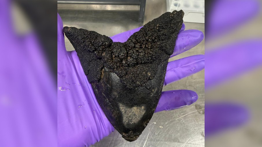 Dente fossilizado de tubarão megalodonte coletado durante expedição nas Ilhas Cook, em 2026