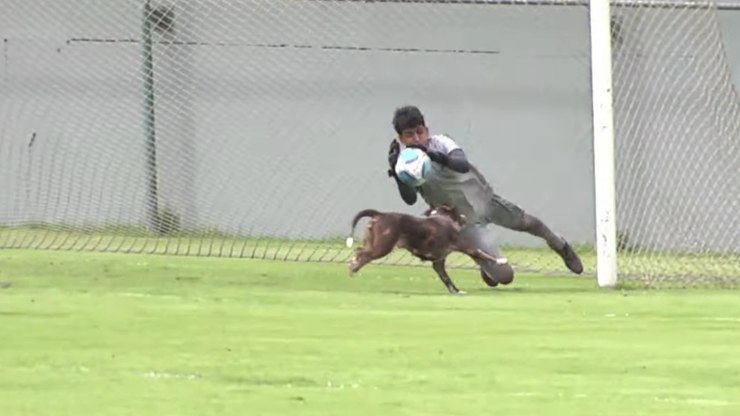 Cachorro%20invade%20campo%20e%20quase%20marca%20gol%20em%20jogo%20do%20Vasco