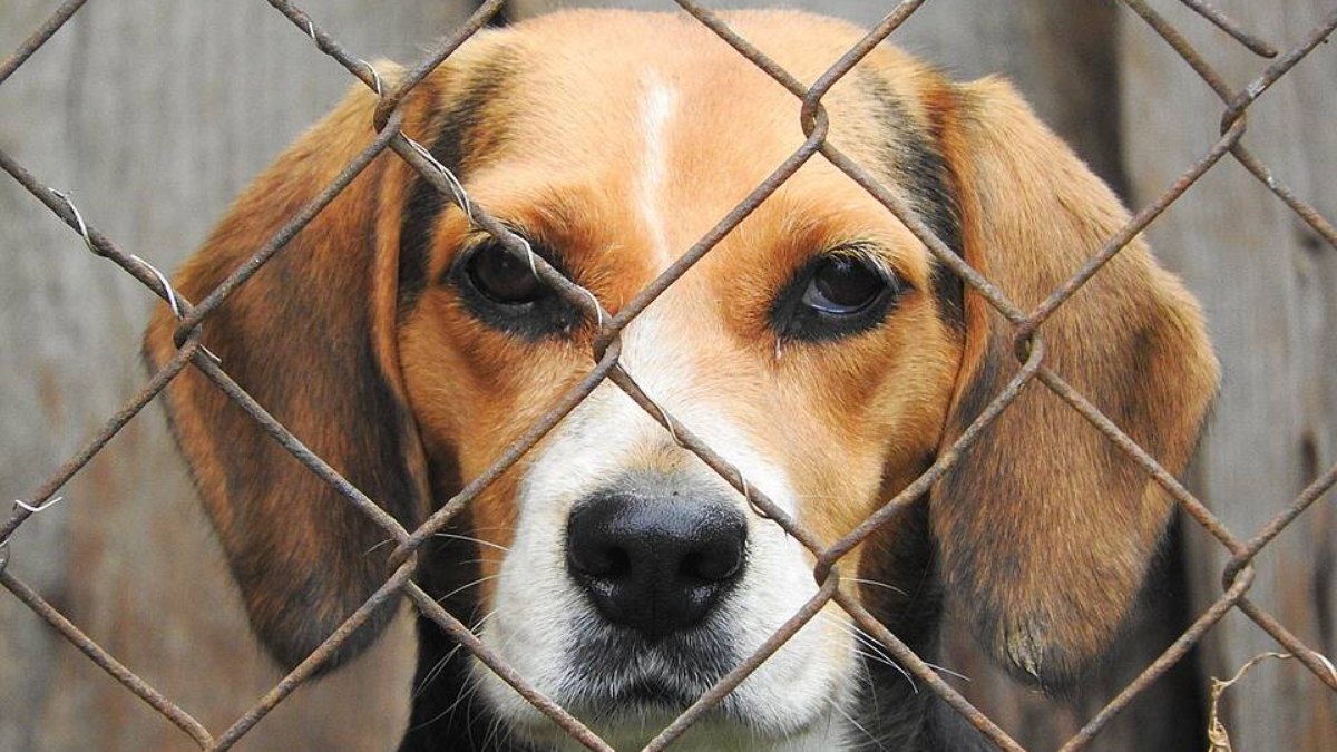 Projeto de Lei que prevê a venda de cães e gatos somente após a castração e proíbe a exposição em vitrines de pet shops é aprovado pela Alesp