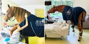 Cavalo terapeuta conforta doentes em estado grave