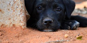 Maus-tratos contra animais é crime; entenda mudança na Lei