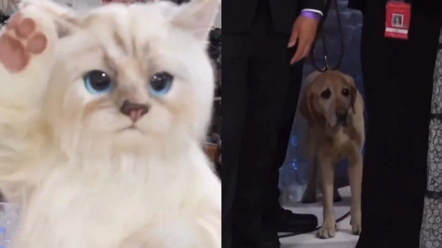 Cachorro reage a gato gigante de Jared Leto e web se diverte