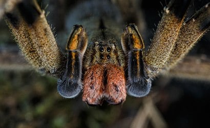 Conheça todas as aranhas perigosas do Brasil