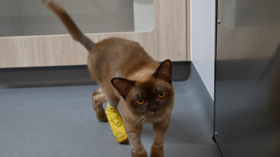 Gato é salvo após ficar preso em máquina de lavar Gato é salvo após ficar preso em máquina de lavar