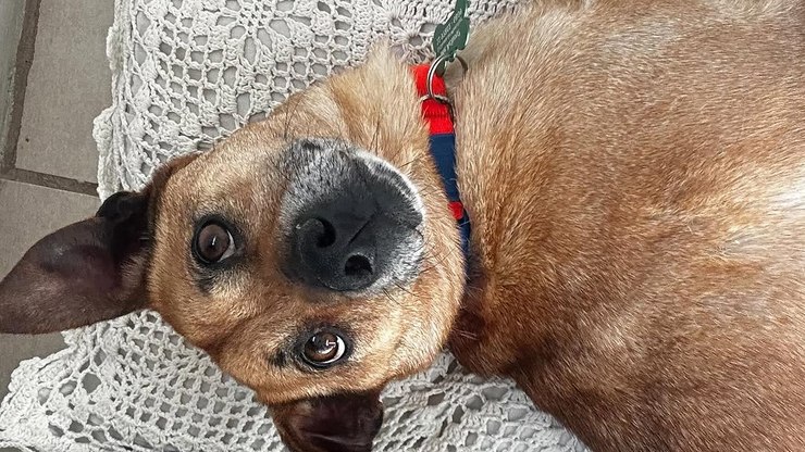 Cão resgatado no RS é atropelado em primeiro passeio em SP