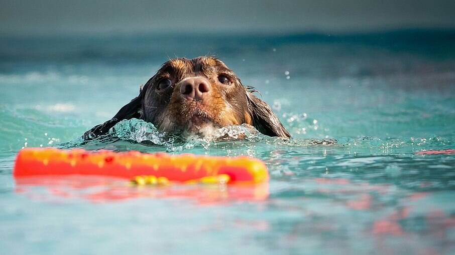 O tutor jamais deve deixar o cão sem supervisão, mesmo que ele já saiba nadar. Acidentes podem acontecer.