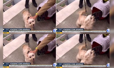 Cão reage a carinho de repórter ao vivo e viraliza na web