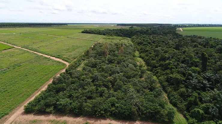 Desmatamento cai 41,8% na Amazônia e 23,8% no Cerrado em um ano